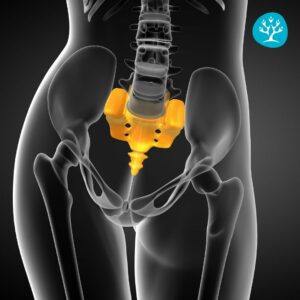 Anatomia del coccige e muscoli correlati