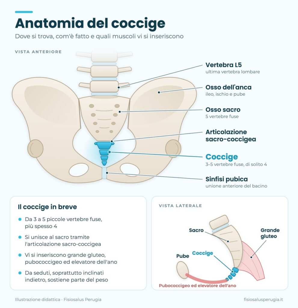 Anatomia del coccige: vista anteriore del bacino con sacro, articolazione sacro-coccigea e coccige, e vista laterale con i muscoli che vi si inseriscono